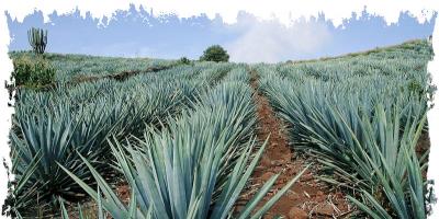 Tequila: čo potrebujete vedieť, história, výrobný proces, klasifikácia, ako si vybrať a podmienky skladovania