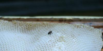 Genetická pamäť medu Med zachováva štruktúru plástu