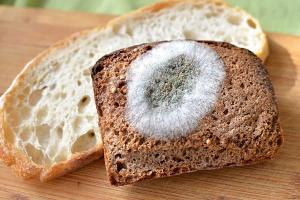 Smrteľný chlieb: prečo bochníky nežmolkujú, ale plesnivejú