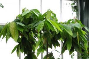 Čokoládový stromček.  Kde rastú kakaové bôby?  Ako vyzerá kakaovník