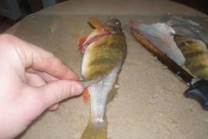 Ako odstrániť šupiny z rýb: z chvosta alebo z hlavy?
