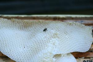 Genetická pamäť medu Med zachováva štruktúru plástu