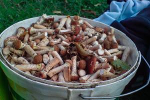 Vyprážané jesenné huby na zimu: recepty na prípravu