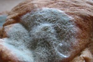 Prečo chlieb plesnivie a nie je zatuchnutý?
