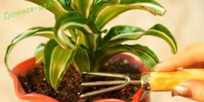 Spôsoby použitia hnojiva z lístkov čajovníka Spací čaj ako hnojivo pre izbové rastliny